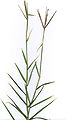 Thumbnail for version as of 11:38, 15 April 2013