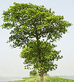 Thumbnail for version as of 10:08, 1 April 2010
