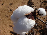 Cotton-1.jpg