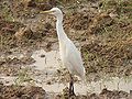 09:20, 13 अप्रैल 2013 के संस्करण का थंबनेल संस्करण