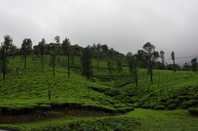 File:Nelliyampathy-3.jpg