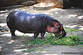 Thumbnail for version as of 07:07, 1 October 2011
