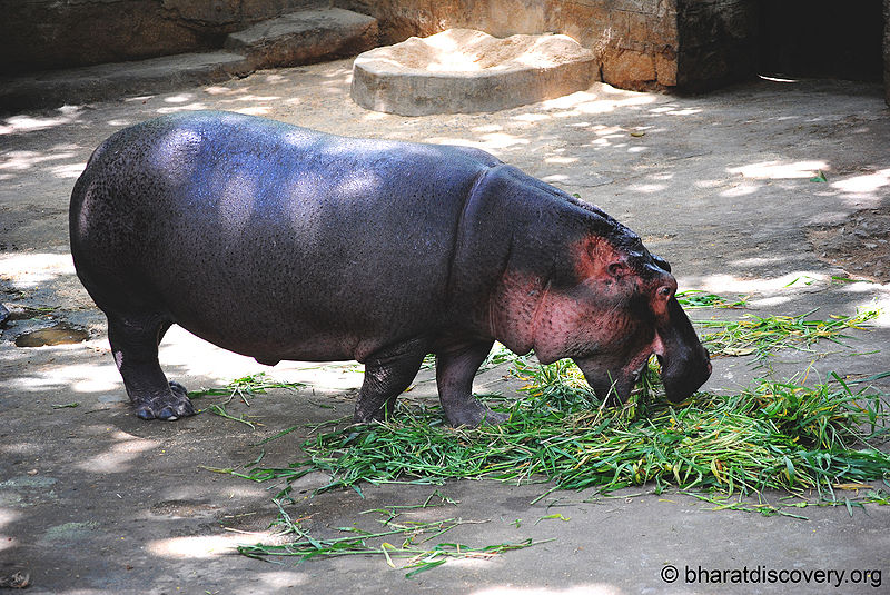 File:Hippopotamus.jpg