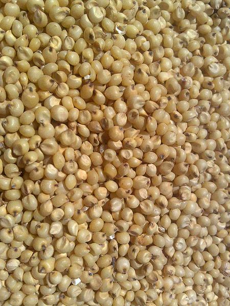 File:Sorghum-2.jpg