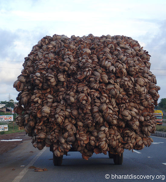 File:Coconut-1.jpg