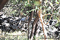 Thumbnail for version as of 12:08, 19 February 2011