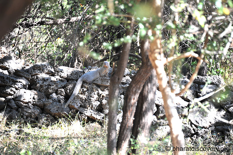 File:Mongoose-Gir-Forest-National-Park.jpg