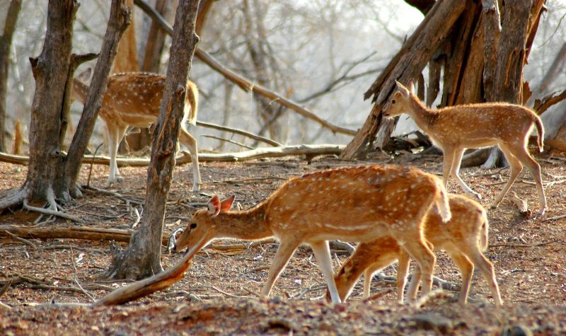File:Mount-Abu-Wildlife-Sanctuary-1.jpg
