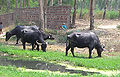Thumbnail for version as of 09:05, 23 March 2012