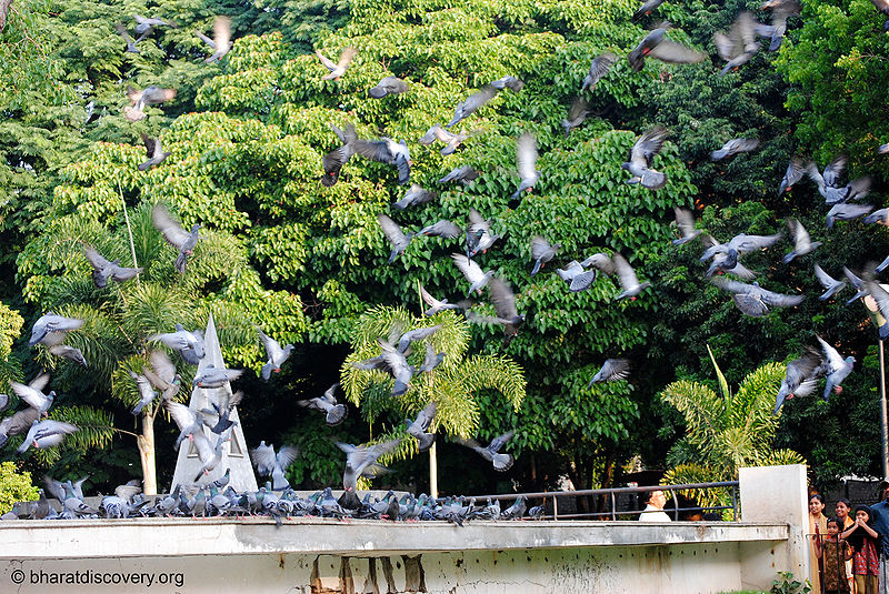 File:Pigeon-12.jpg