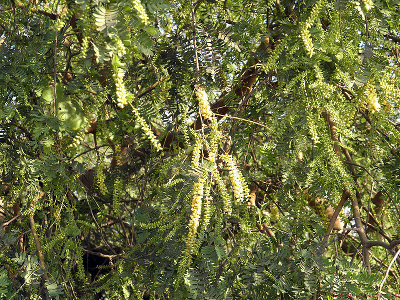 File:Prosopis-Cineraria.jpg