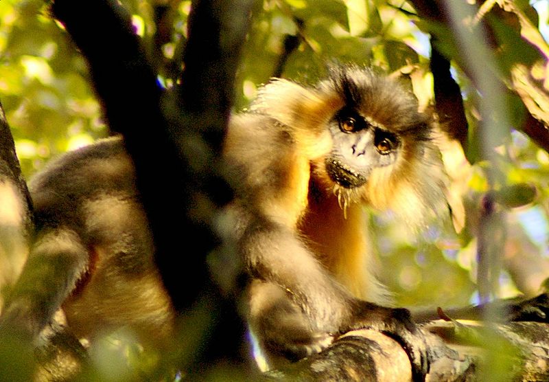 File:Langur-Manas-National-Park.jpg